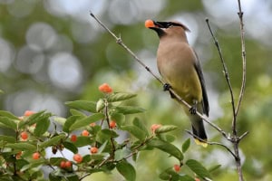 Cedar Wax Wing