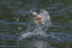 Belted Kingfisher as It Rises with a Fish