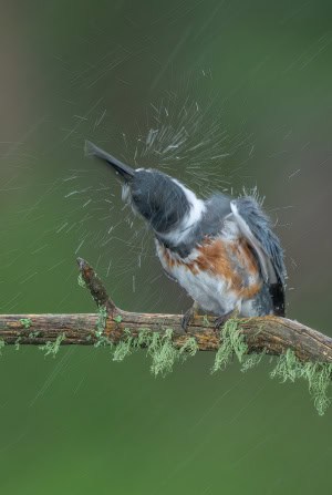 Belted Kingfisher in Heavy Downpour