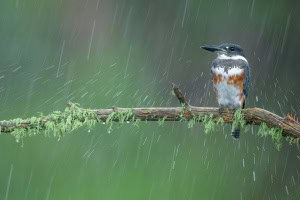 Belted Kingfisher in Heavy Rain