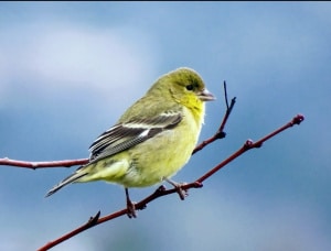 Bird on a Winter Day