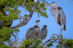 Great Blue Heron Family 