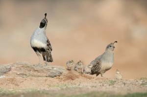 Gambel's Quail Family