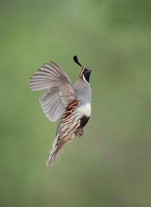 Gambel's Quail Male