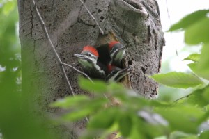 Baby Pileated Woodpeckers
