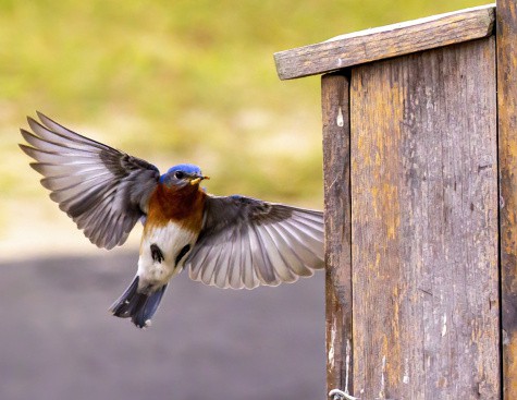 Bluebird Flying into Nest Box