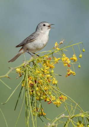 Lucy's Warbler on Palo Verde