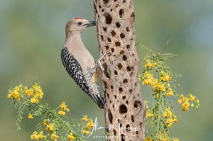 Male Gila Woodpecker and Mexican Palo Verde