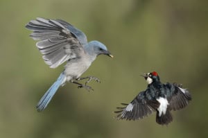 Mexican Jay & Acorn Woodpecker