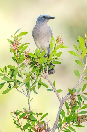 Mexican Jay on Crimson Bottlebrush