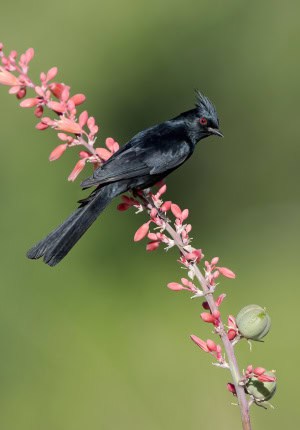 Phainopepla Male on Red Yucca