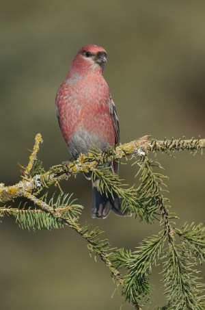 Pine Grosbeak Male