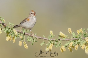 Rufus-winged Sparrow Singing