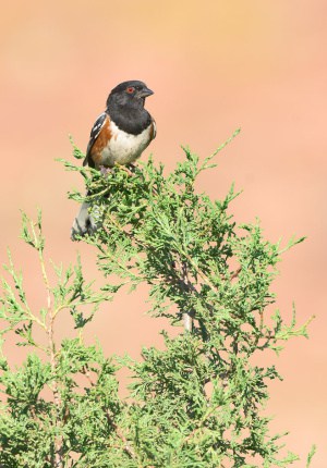 Spotted Towhee on Rocky Mountain Juniper