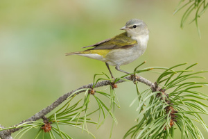 Tennessee Warbler Male