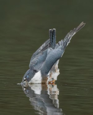 The Point of Entry as the Kingfisher Divesthe Point of Entry as the Kingfisher Dives