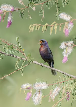 Varied Bunting Singing on Sickle-bush