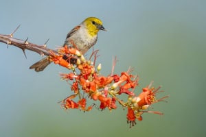 Verdin Feeding on Ocotillo Flowers