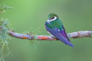 Violet-green Swallow in Overcast Light