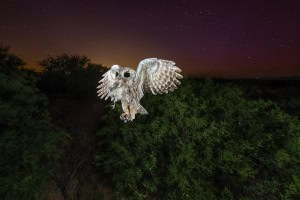 Western Screech-owl with a Lucy's Warbler and the Aurora