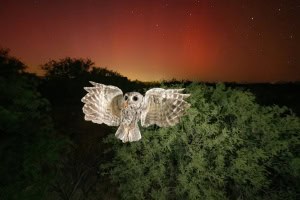 Western Screech-owl with Cockroach