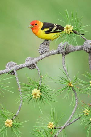 Western Tanager on Jack Pine