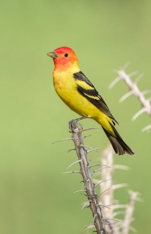 Western Tanager