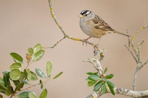 White-crowned Sparrow on Coast Live Oak