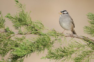 White-crowned Sparrow on Red Cedar