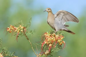 White-winged Dove on Bird of Paradise