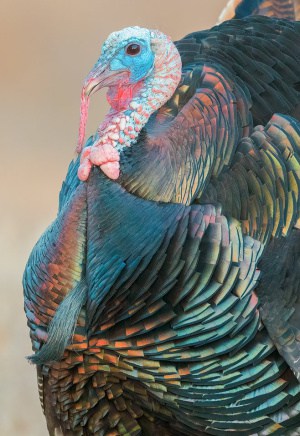 Wild Turkey Showing the Iridescence