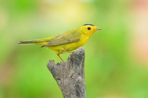 Wilson's Warbler on Stump