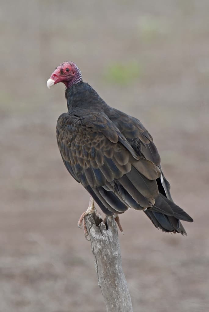 turkey-vulture-2.jpg