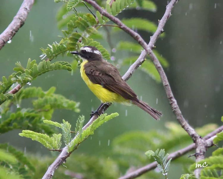 Rainy Day – Rusty-margined Flycatcher