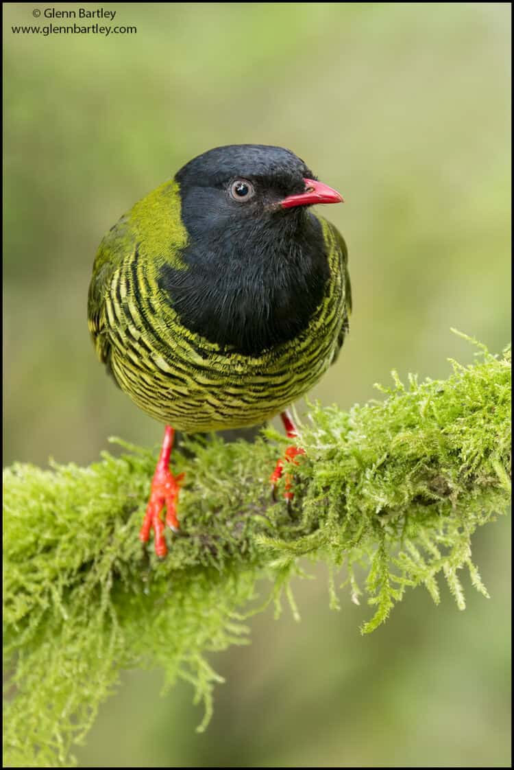 Birds of South America | Focusing on Wildlife