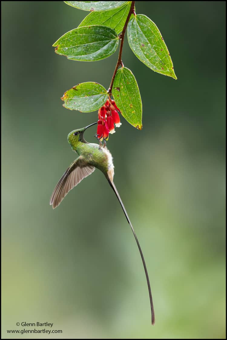 Black-tailed Trainbearer Hummingbird