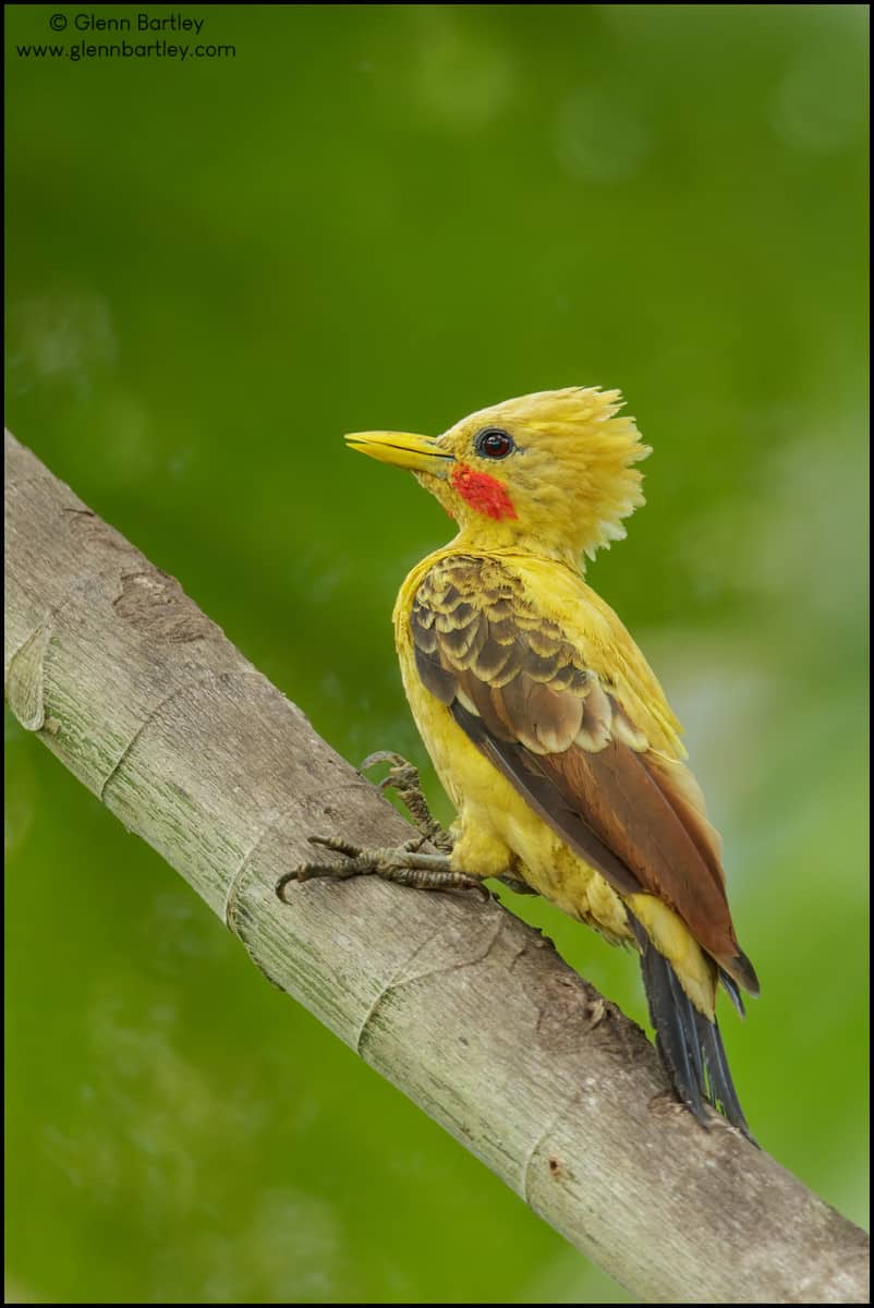 Cream-colored Woodpecker (Celeus flavus)