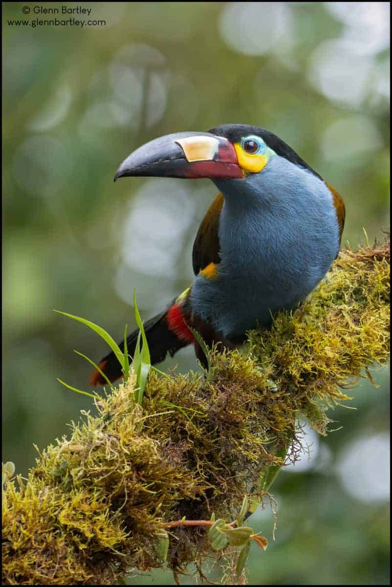 Plate-billed Mountain Toucan