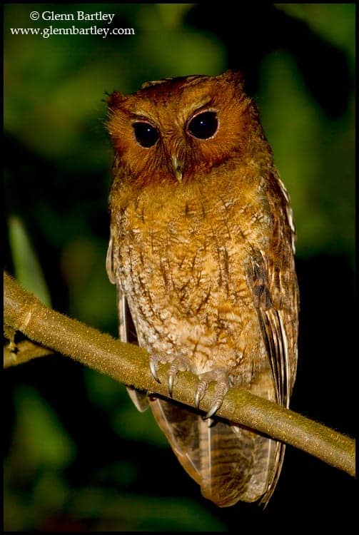 Rufescent Screech Owl