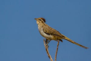 Striped Cuckoo (Tapera Naevia)