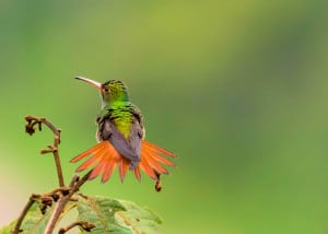 Rufous-tailes Hummingbird