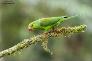 Plain Parakeet (Brotogeris Tirica)