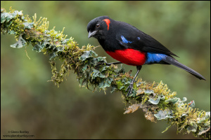 Scarlet-bellied Mountain-tanager (Anisognathus Igniventris)