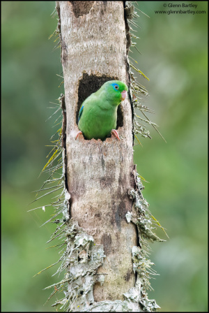 Spectacled Parrotlet (Forpus Conspicillatus)