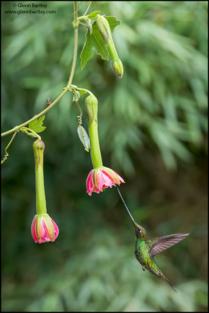 Sword-billed Hummingbird (Ensifera Ensifera)