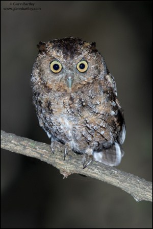 West Peruvian Screech Owl