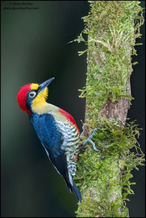 Yellow-fronted Woodpecker 