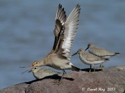 'Eh you ! Get off my rock !  Hudsonian Godwit' by Laval Roy