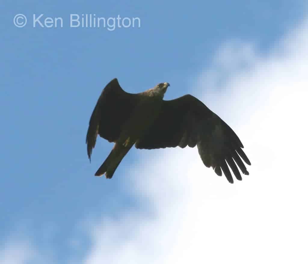 Black Kite Milvus migrans