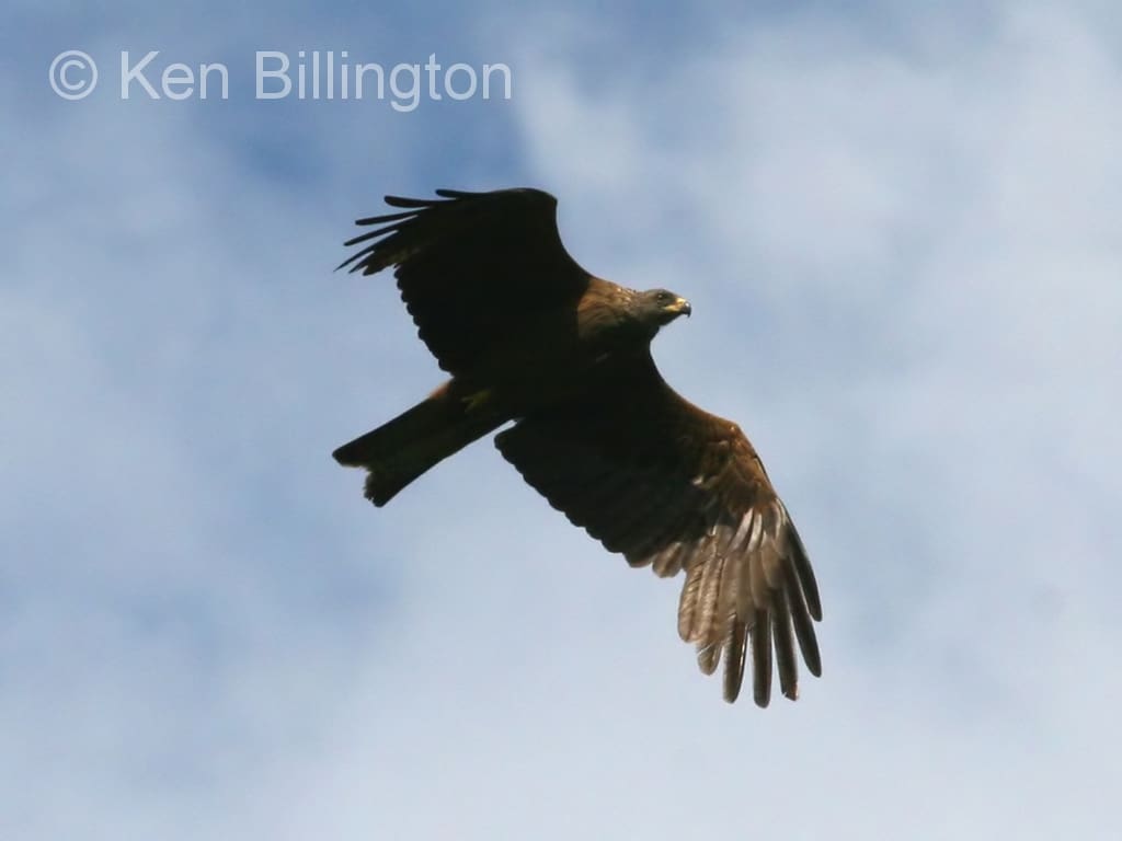 Black Kite (Milvus migrans) (08)